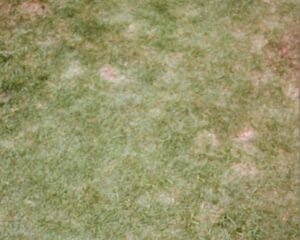 Is Dog Poop Really That Bad for Your Lawn? (Short Answer: Yep.)