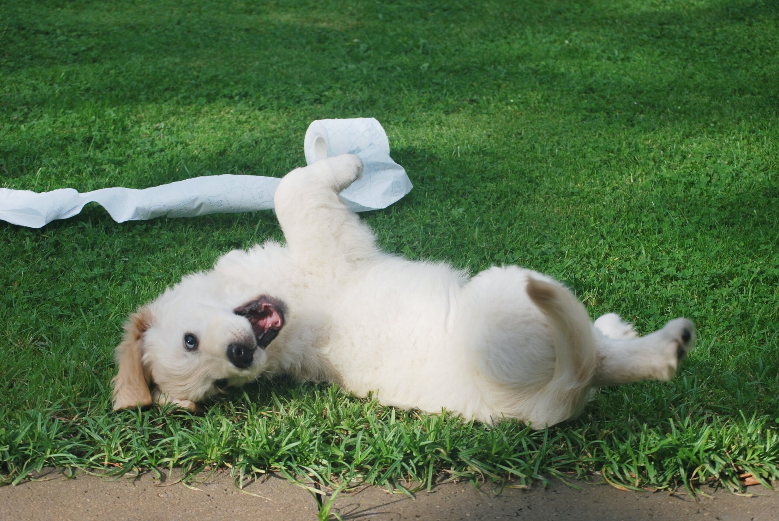 Dog smiling in yard with toilet paper roll as playful prop