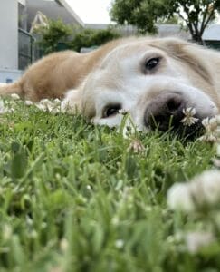 How to Safely Store Pet Waste Tools During Colder Months