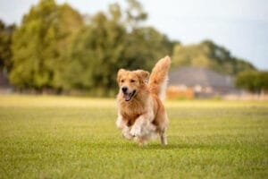Dog Poop in the Yard? Why It’s a Big Deal for Your Lawn & Health | Yard Guard