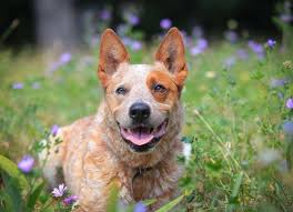 A happy dog lying in a meadow with wildflowers, showcasing the natural beauty and environment considerations related to dog poop removal services in Northern Kentucky.