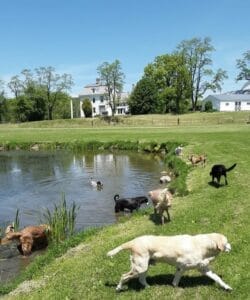 The Scoop on Multi-Dog Yards: Efficient Waste Removal Tips for Big Brood Households