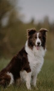 Beat the Summer Smell: Proven Yard Deodorizing Tips for Hot Northern Kentucky Yards