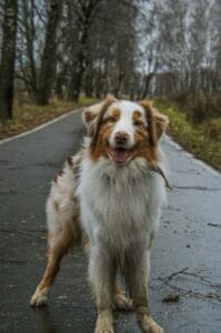 Pet-Safe Tick & Mosquito Deterrent Strategies That Go Beyond Scoop & Sanitize