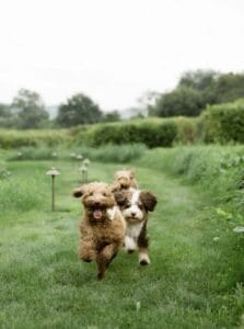 How Secure Is Your Yard? A DIY Gate Safety & Access Audit for Pooper Scooper Services