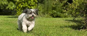 Happy dog running on a green lawn in Northern Kentucky, representing affordable dog poop removal services in 2025.