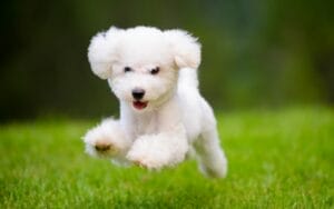 What Does Dog Poop Removal Cost in Northern Kentucky? (And What You Should Be Getting for Your Money)