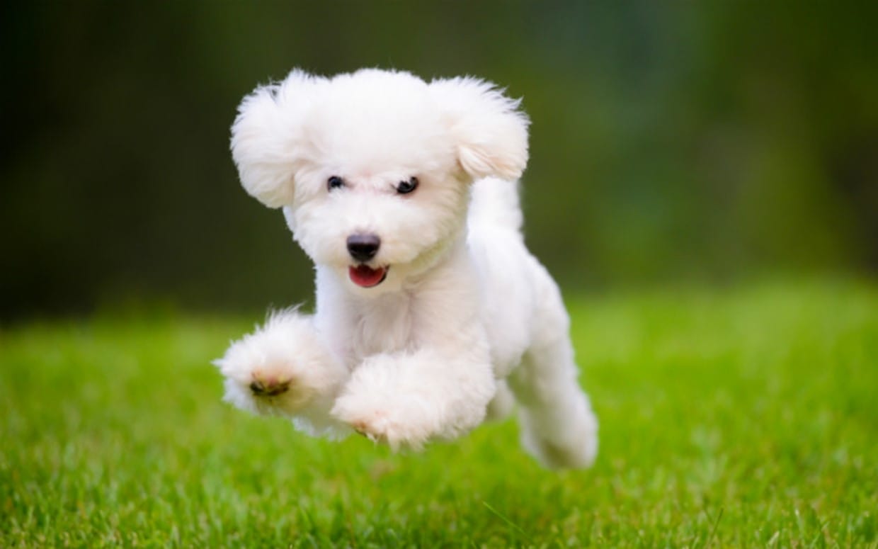 Joyful white fluffy dog running on lush green grass, symbolizing happy and clean outdoor spaces in Northern Kentucky. Affordable dog poop removal services available in 2025.