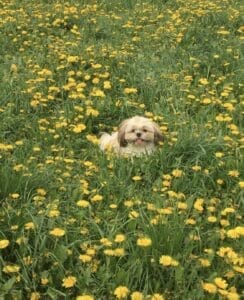 Fall Yard Prep: Pet-Safe Leaf Removal & Waste Cleanup Tips